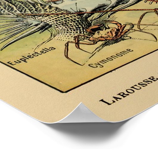  Antiek wetenschappelijke post voor zeedieren Poster (Hoek)