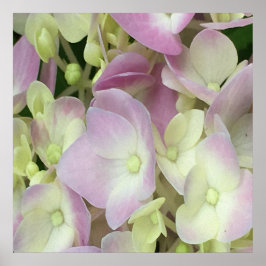 Antiek witte en droge roze hydrangea Petals Poster