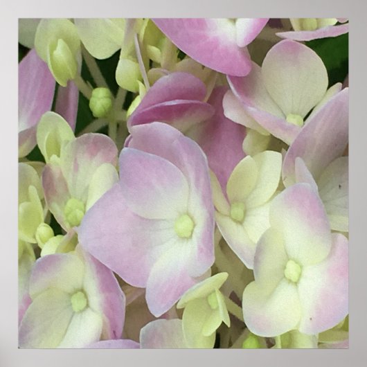Antiek witte en droge roze hydrangea Petals Poster (Voorkant)