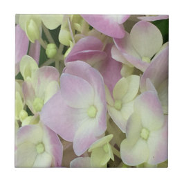 Antiek witte en droge roze hydrangea Petals Tegeltje