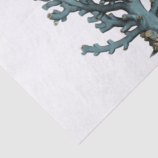 Antiek Zee Koraal Illustratie Tissuepapier (Detail)