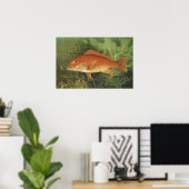 Antiek zeeleven, rode snapper vis in de oceaan poster (Thuiskantoor)