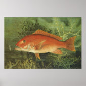Antiek zeeleven, rode snapper vis in de oceaan poster (Voorkant)