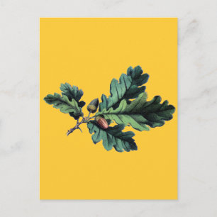 Antiek zwarte bessen en eikels met een botanische  briefkaart