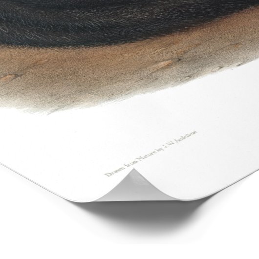 Antiek zwarte foto Afdrukken  Academie Cabincore Poster (Hoek)