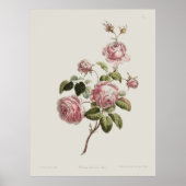 Antieke 18e-eeuwse Roos Poster (Voorkant)