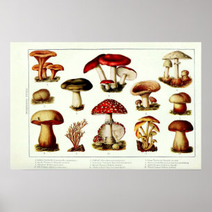Antieke 1908 Giftige Paddenstoelen Poster