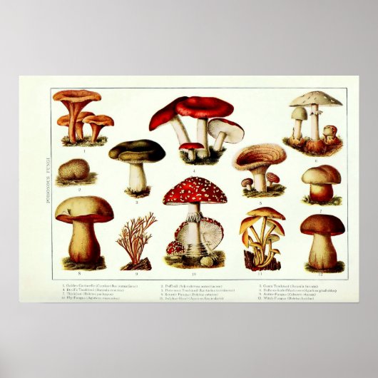 Antieke 1908 Giftige Paddenstoelen Poster (Voorkant)