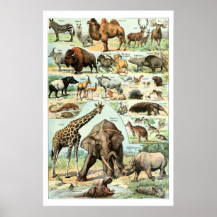 Antieke 1922 Wilde Dieren Poster