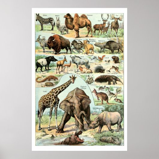 Antieke 1922 Wilde Dieren Poster (Voorkant)