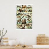 Antieke 1922 Wilde Dieren Poster (Keuken)