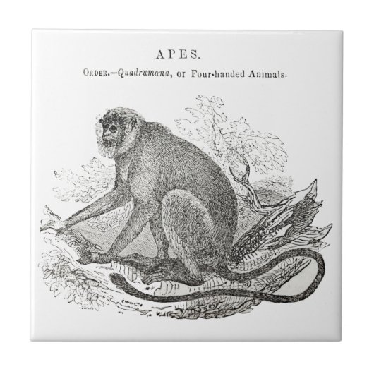 Antieke aap kunst uit 1800 tegeltje (Voorkant)