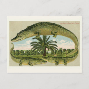 Antieke Alligator Prentbrief Briefkaart