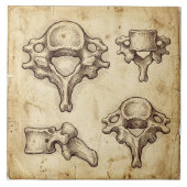 Antieke Anatomische Illustratie van Wervels Tegeltje (Voorkant)