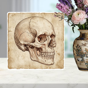 Antieke anatomische schedel inkt tekening Sepia Tegeltje