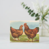 Antieke ansichtkaart van Rhode Island Red kip Briefkaart (Staand voorkant)