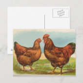 Antieke ansichtkaart van Rhode Island Red kip Briefkaart (Voorkant / Achterkant)