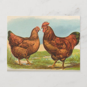 Antieke ansichtkaart van Rhode Island Red kip Briefkaart