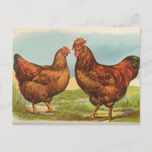 Antieke ansichtkaart van Rhode Island Red kip Briefkaart (Voorkant)