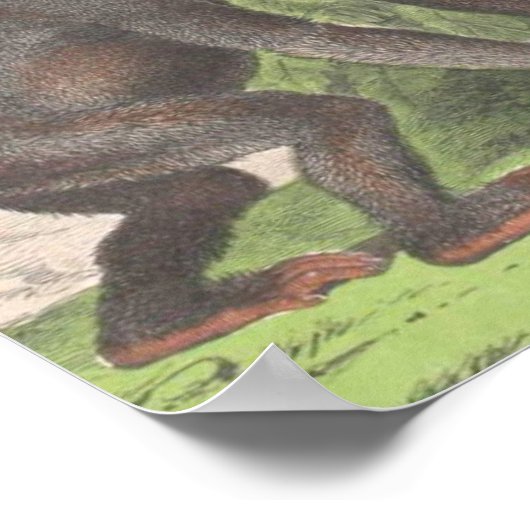 Antieke apenprint poster (Hoek)