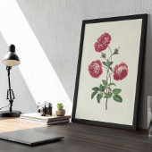 Antieke Aquarel Botanische Print