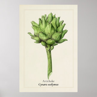 Antieke Artisjok Botanische Illustratie | Keuken Poster