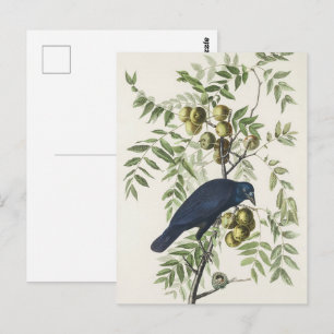 Antieke Audubon Amerikaanse Kraai Vogel Natuur Kun Briefkaart