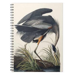 Antieke Audubon Grote Blauwe Reiger Vogel Natuur K Notitieboek