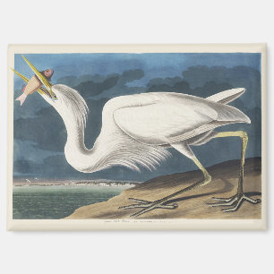 Antieke Audubon Grote Witte Reiger Vogel Kunst Magneet