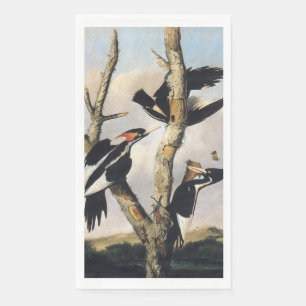Antieke Audubon Ivoorbek-Specht Kunst Servet