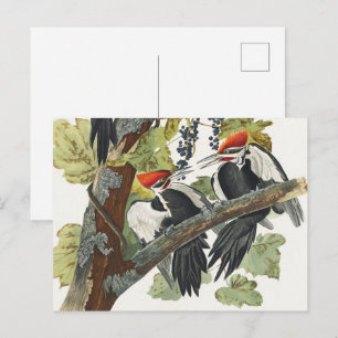 Antieke Audubon Kuifspecht Vogelkunst Briefkaart