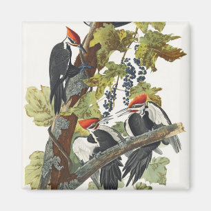 Antieke Audubon Kuifspecht Vogelkunst Magneet