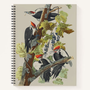 Antieke Audubon Kuifspecht Vogelkunst Notitieboek