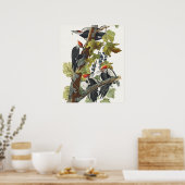 Antieke Audubon Kuifspecht Vogelkunst Poster (Keuken)