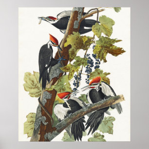 Antieke Audubon Kuifspecht Vogelkunst Poster
