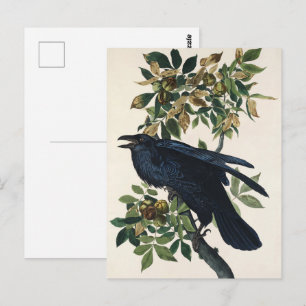 Antieke Audubon Raaf Vogel Natuur Kunst Briefkaart