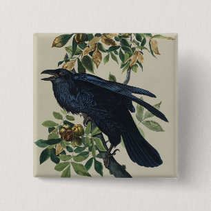 Antieke Audubon Raaf Vogel Natuur Kunst Vierkante Button 5,1 Cm