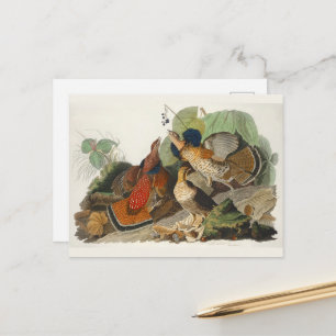 Antieke Audubon Ruigpoothoen Vogel Natuur Kunst Briefkaart