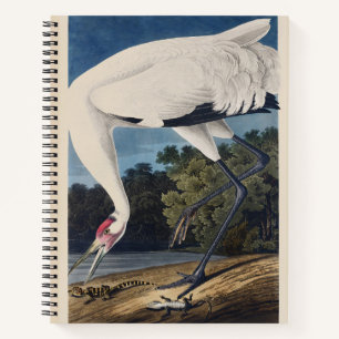 Antieke Audubon Trompetkraanvogel Vogel Natuur Kun Notitieboek