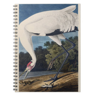 Antieke Audubon Trompetkraanvogel Vogel Natuur Kun Notitieboek