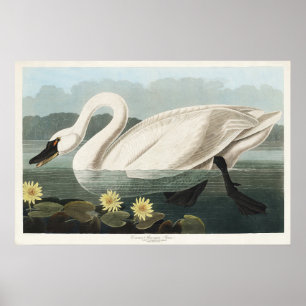 Antieke Audubon White Swan Waterlelie Kunst Poster