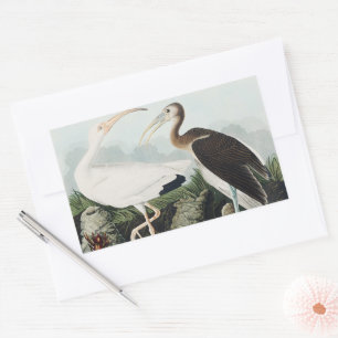 Antieke Audubon Witte Ibis Vogel Natuur Kunst Rechthoekige Sticker