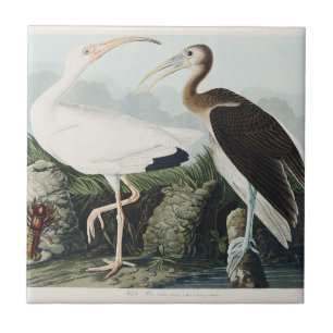 Antieke Audubon Witte Ibis Vogel Natuur Kunst Tegeltje