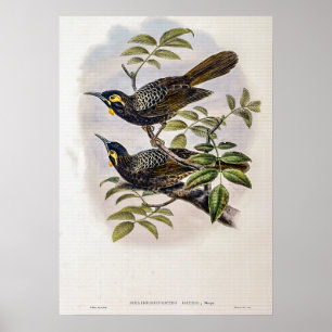 Antieke Bates's Honingeter door John Gould Poster
