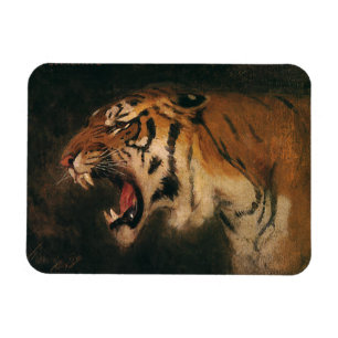 Antieke Bengaalse Tijger Grote Kat die Brult, Wild Magneet