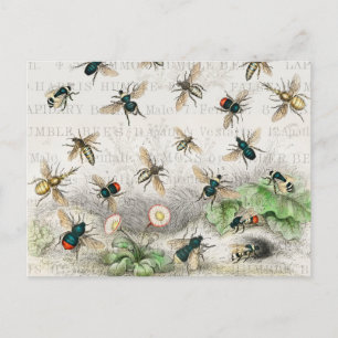 Antieke Bij Koningin Bij Entomologie Botanisch Briefkaart