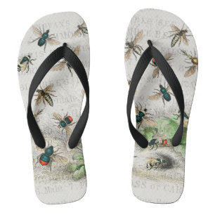 Antieke Bij Koningin Bij Entomologie Botanisch Teenslippers
