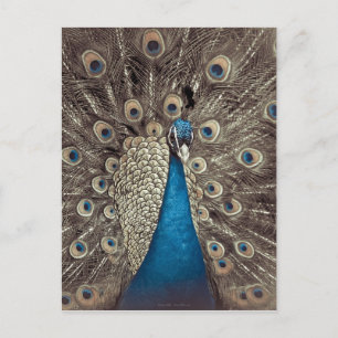 Antieke Blauwe Pauw Briefkaart