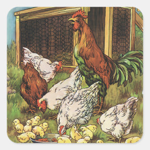 Antieke boerderijdieren, Haan, Kippen, Kuikens Vierkante Sticker