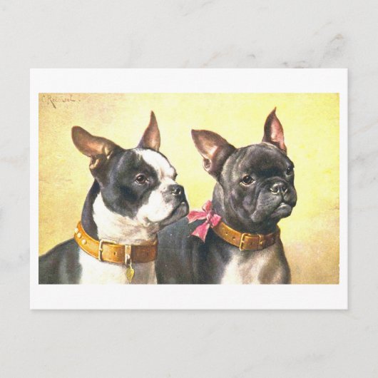 Antieke Boston Terriers Briefkaart (Voorkant)